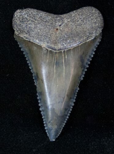 Highly Serrated Fossil Great White Shark Tooth - #12881